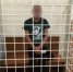 Сельчанин получил 5 лет за попытку изнасилования знакомой - News.VMarkse.Ru