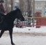 Новогодний турнир по конному спорту - Комитет культуры, спорта и молодежной политики